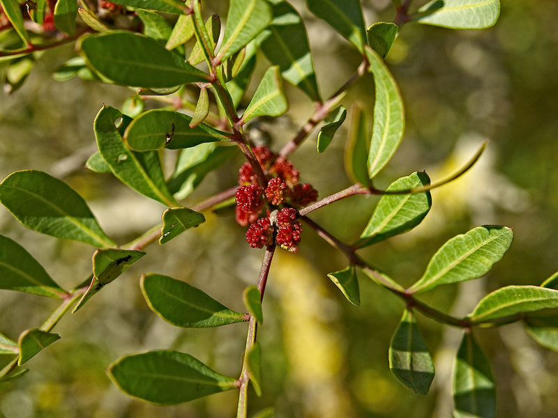 Plant, Donana
